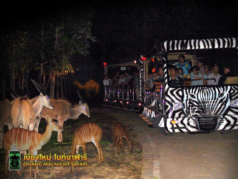 Top places to visit in Chiang Mai Chiang Mai Night Safari (7)