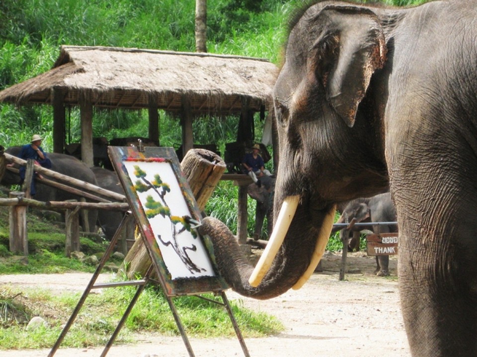 Where to go in Chiang Mai Maesa Elephant Camp (1)