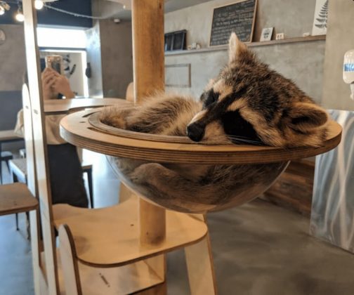 https://livingnomads.com/wp-content/uploads/2019/09/18/seoul-unique-cafe-45-504x420.jpg