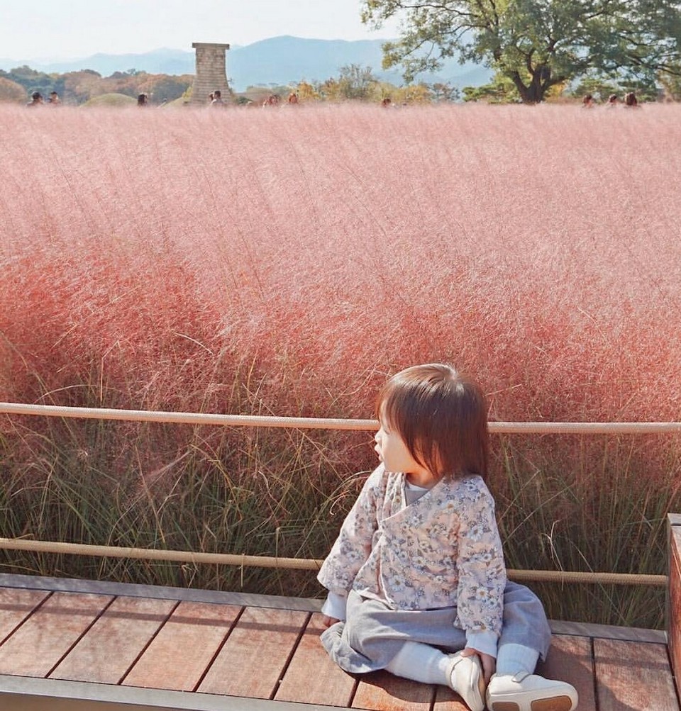 Cheomseongdae muhly pink grass (1)