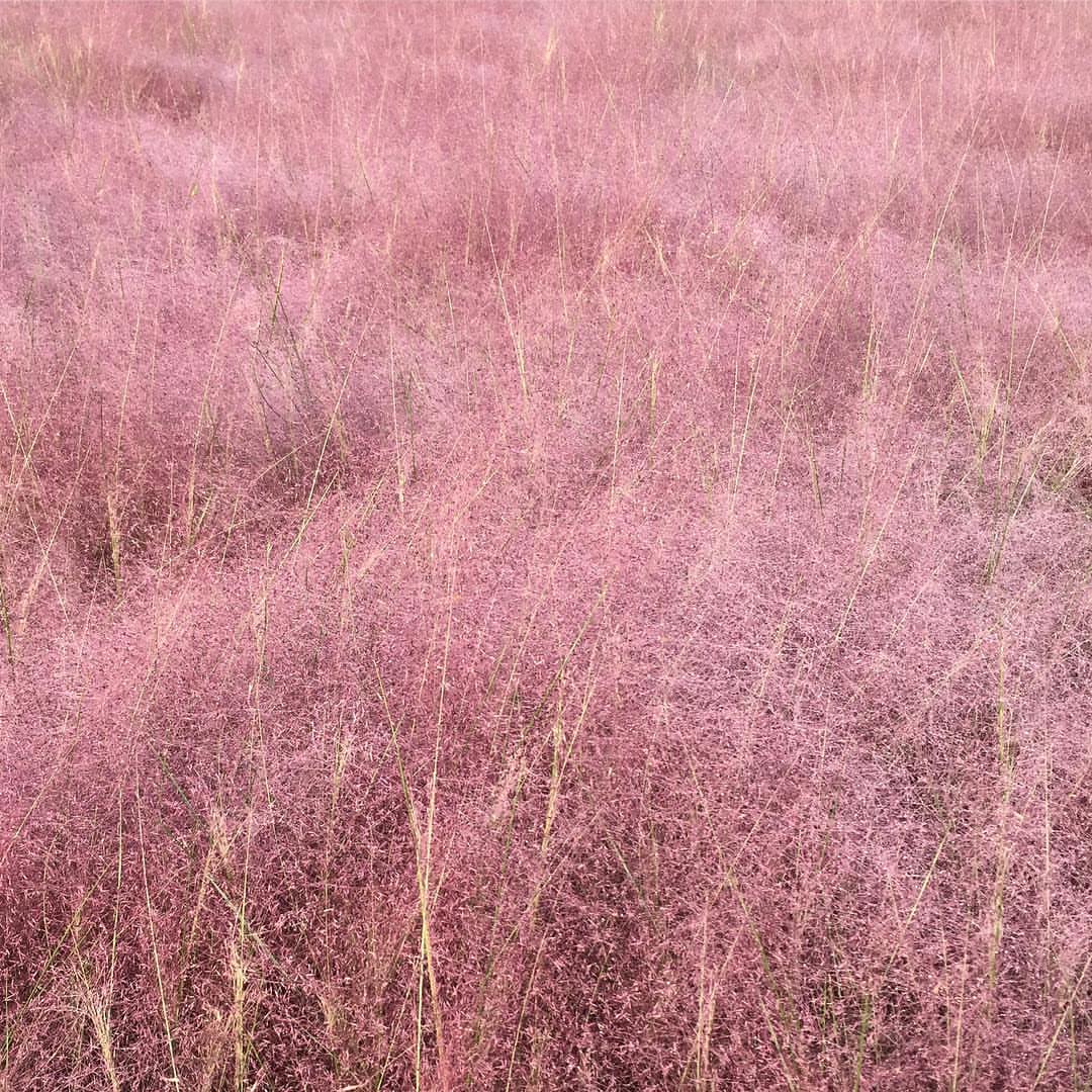 Cheomseongdae muhly pink grass (1)