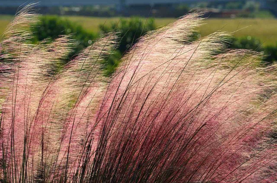 Daejeo Ecological Park pink grass (1)