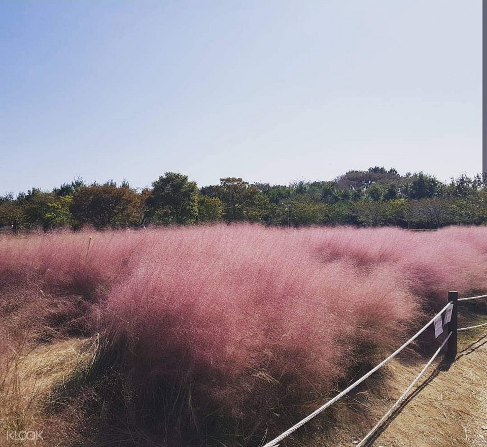 Daejeo Ecological Park pink grass (1)