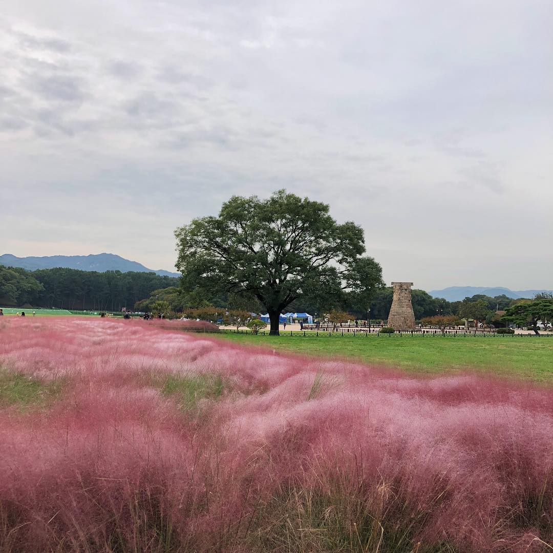 Gyeongju pink muhly grass Gyeongju (1)