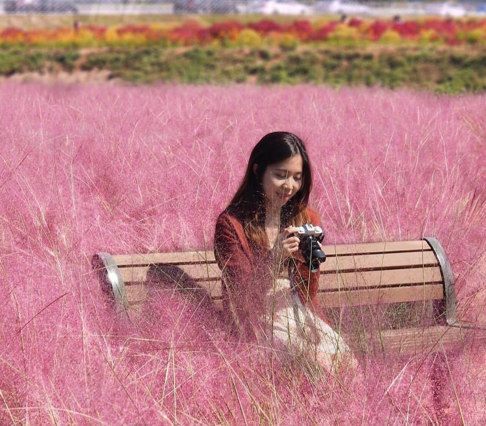 Nari Park (Yangju) muhly pink grass (1)