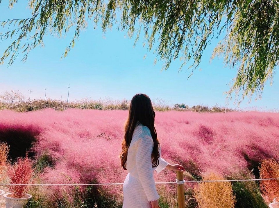 Nari Park (Yangju) muhly pink grass (1)