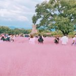Pink muhly grass Korea — 4 best spots to see Pink muhly grass in South Korea