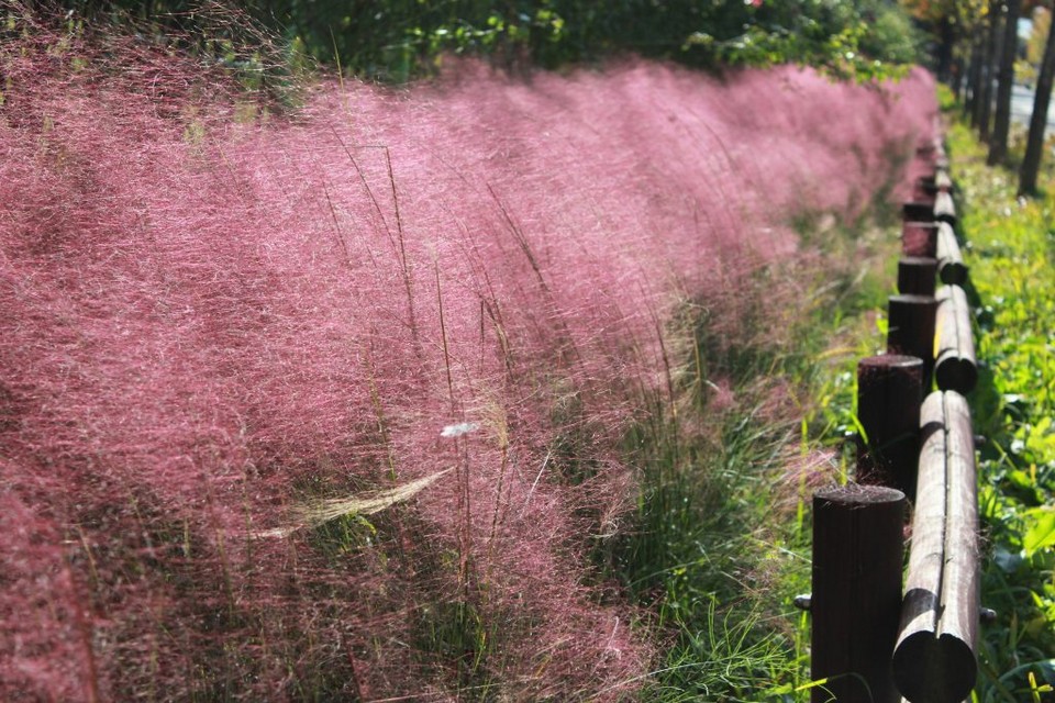 pink muhly grass south korea (2)