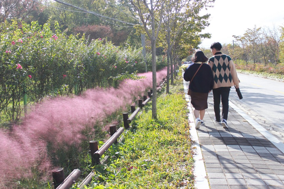 pink muhly grass korea
