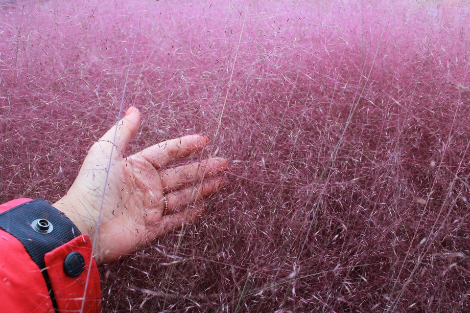 pink muhly grass korea