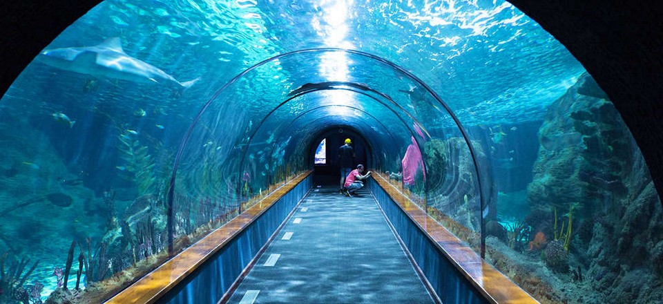 Interesting places to visit in London SEA LIFE Centre London Aquarium (1)