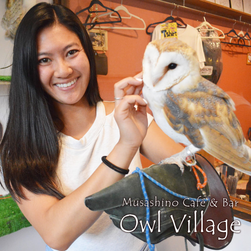 Harajuku Cafe Japan Owl Cafe & Bar Owl Village (1)