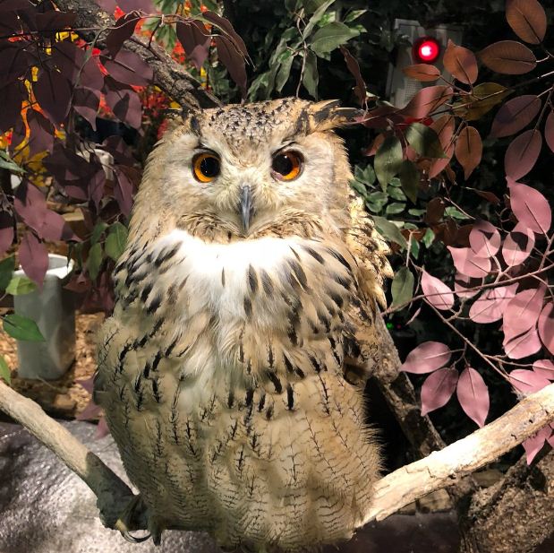 Harajuku Cafe Japan Owl Cafe & Bar Owl Village (8)