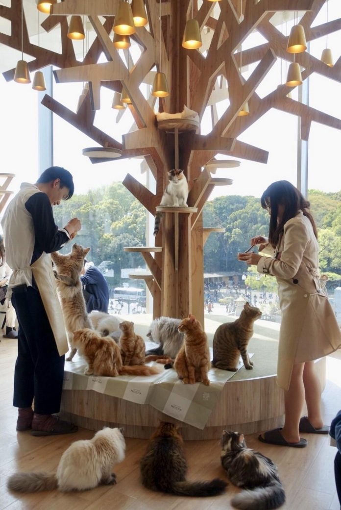 themed Harajuku cafe japan Cat Cafe MoCHA (7) Living + Nomads