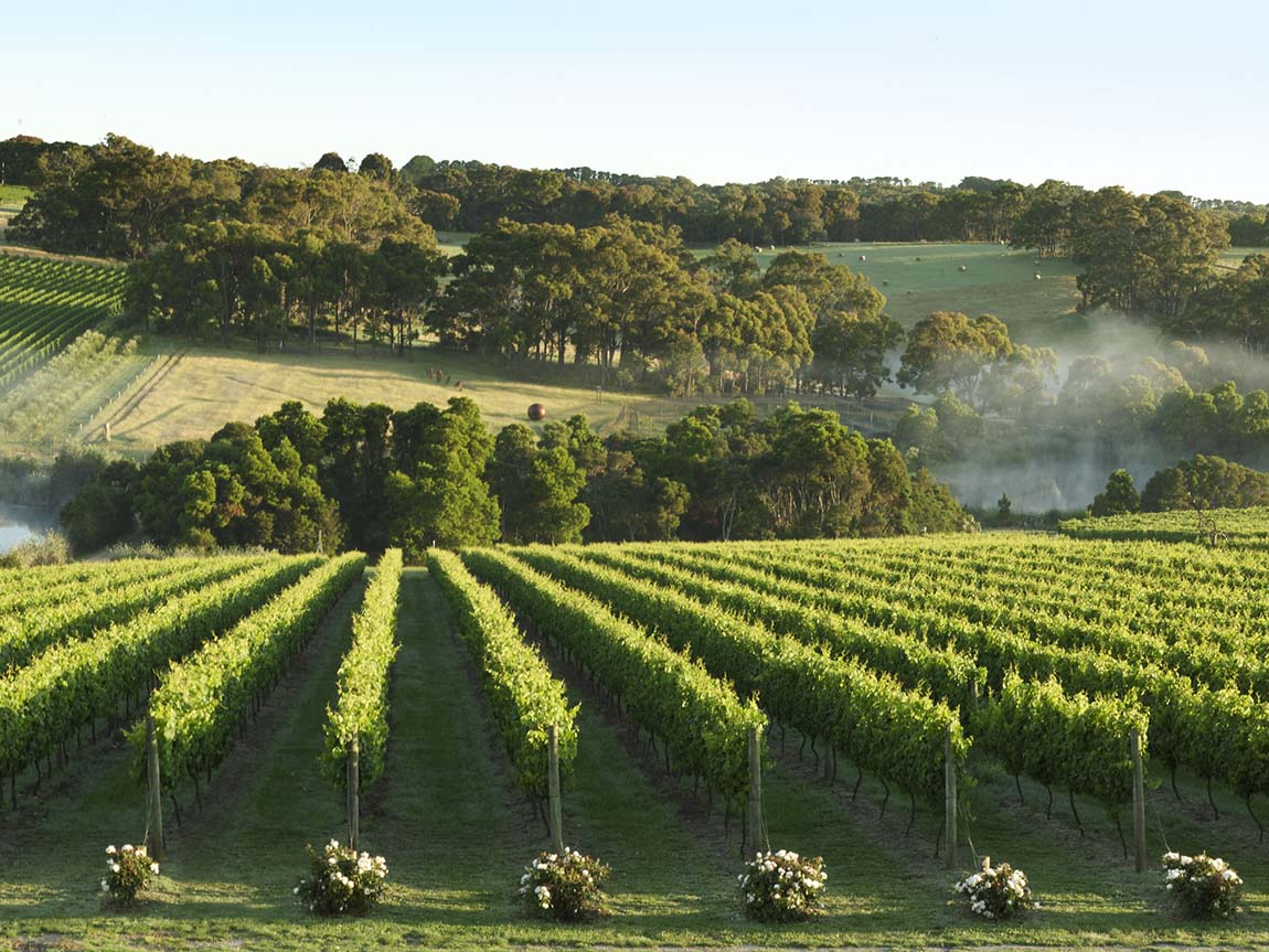 montalto-vineyard-and-olive-grove_mp_r_1325943_1150x863