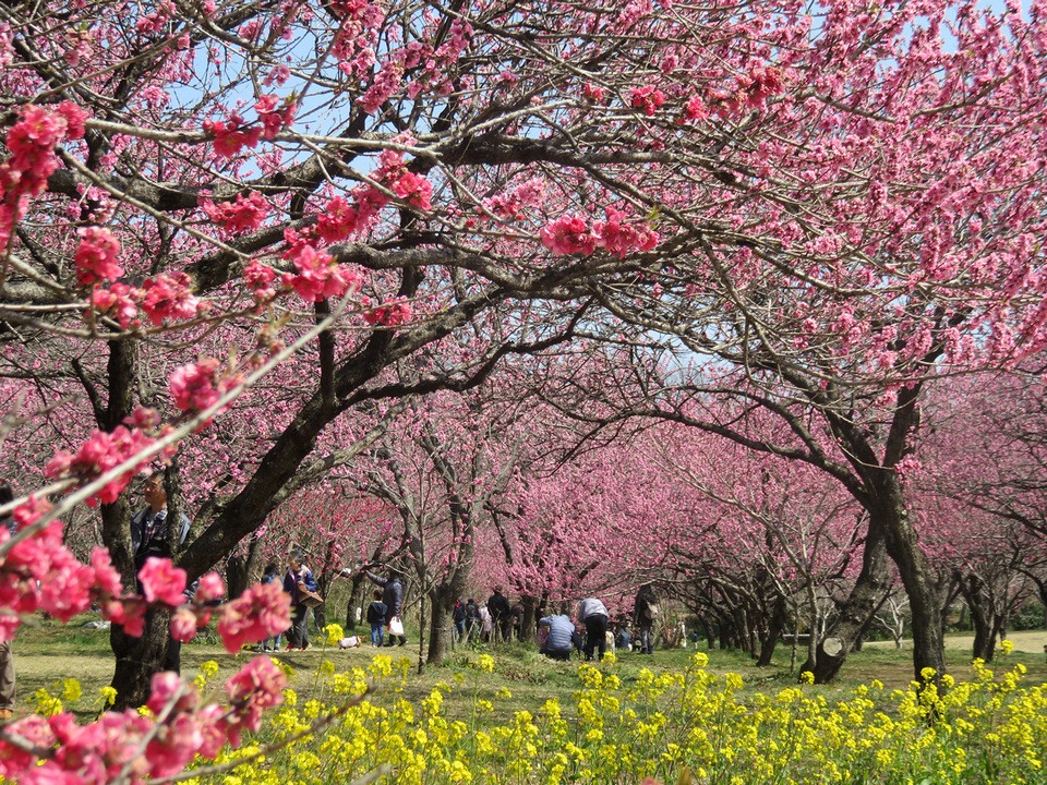 peach blossoms