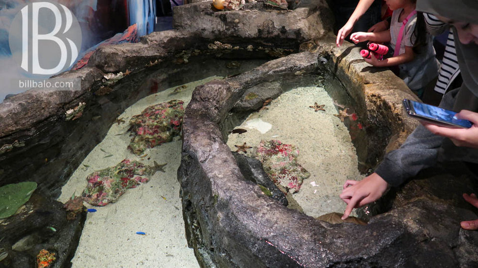 aquaria petronas twin towers kuala lumpur malaysia