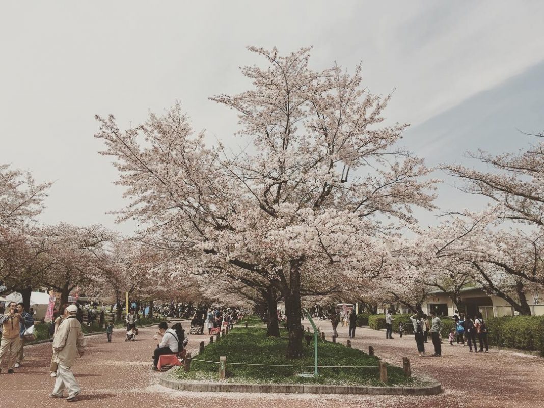 Cherry blossom Osaka 2024 forecast — 13 best places to see sakura in ...