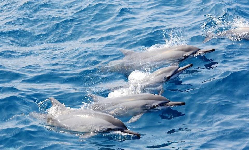 Dolphins in Hualien