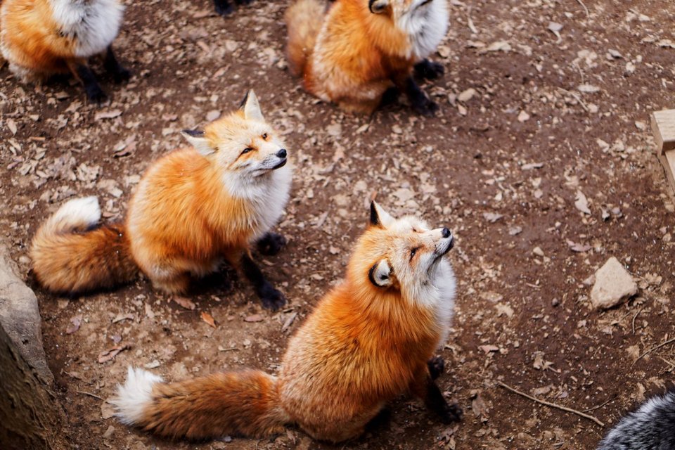 Adorable zao fox