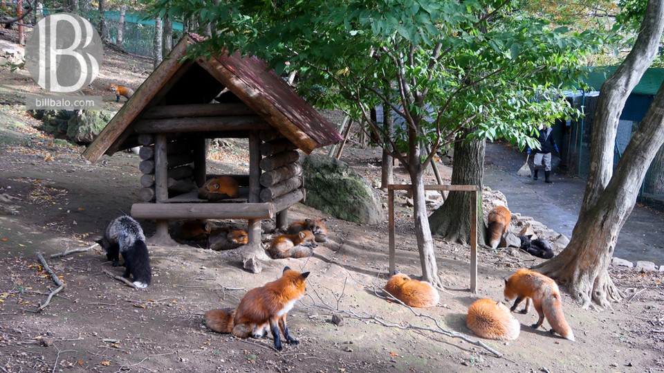 Playing ground inside Zao fox village