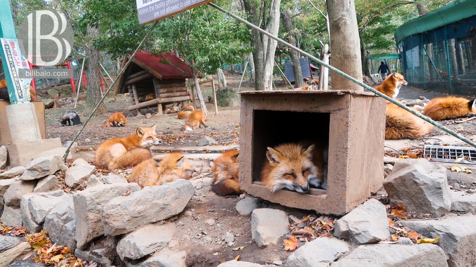Sleeping zao fox