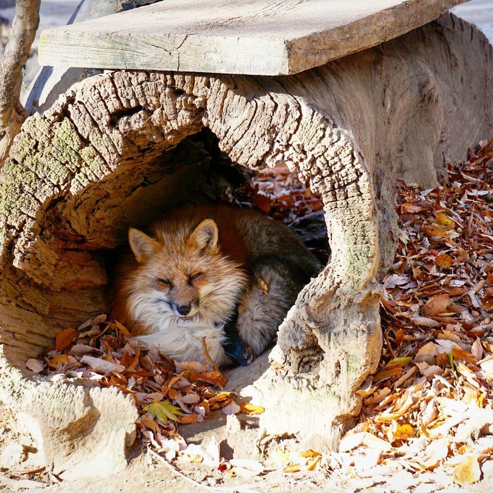 adorable zao foxes