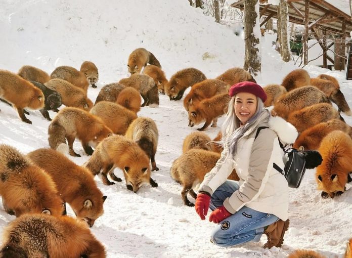 Visit Zao Kitsune Village (Zao Kitsune Mura) — The most unique & cutest fox village in Miyagi