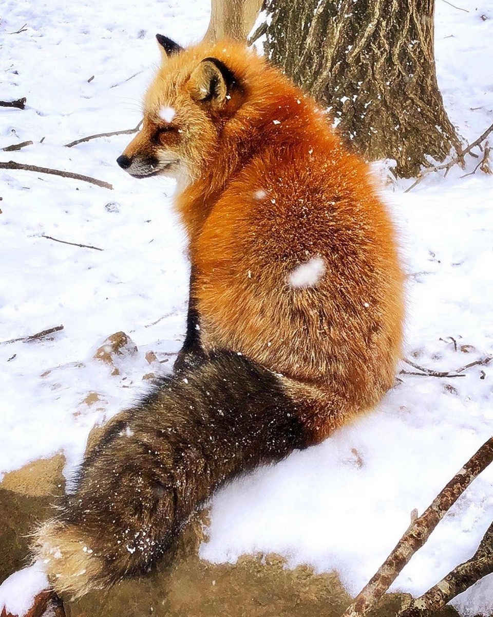 Fox village - zao fox