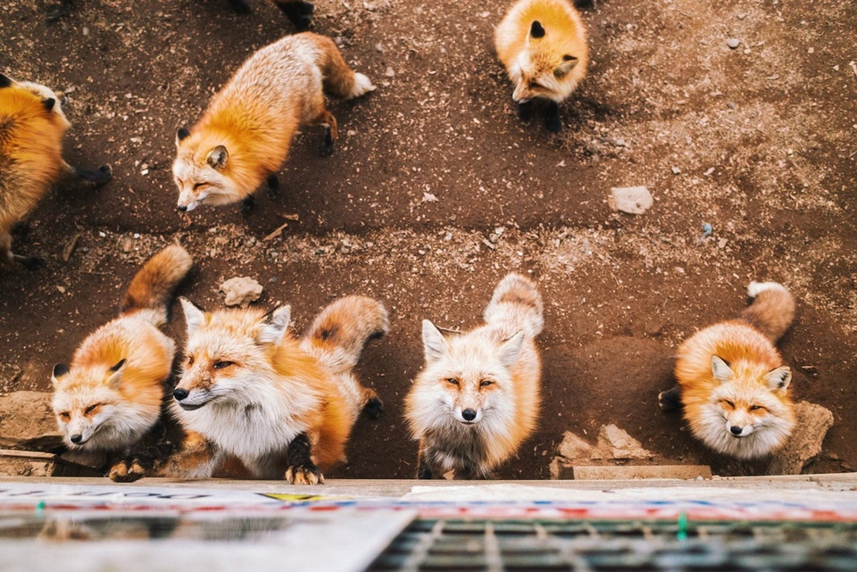 Japan zao fox village