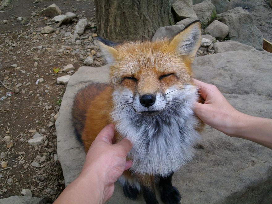 Petting zao fox