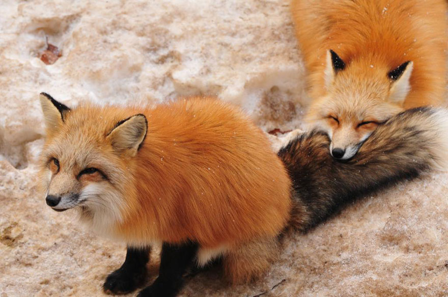 Playing zao fox