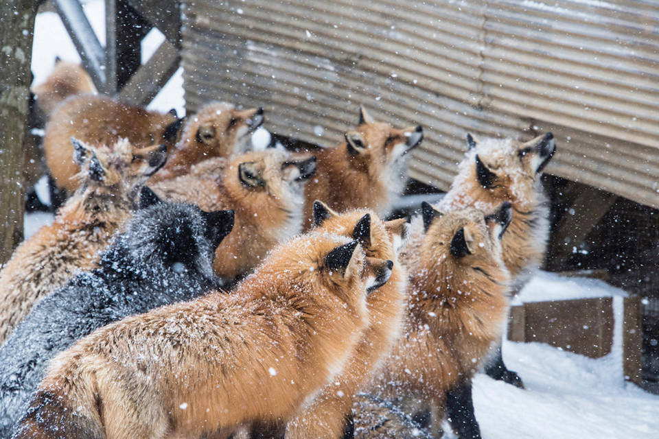 Zao fox in winter