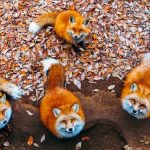 Visit Zao Kitsune Village (Zao Kitsune Mura) — The most unique & cutest fox village in Miyagi, Japan