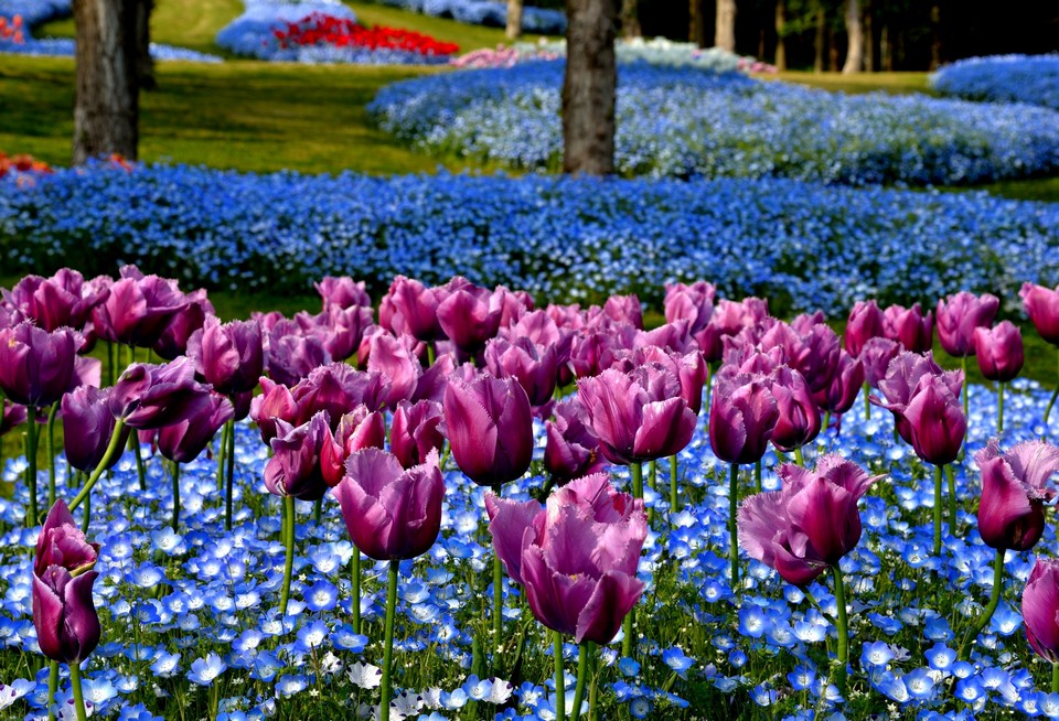 Akashi Kaikyo National Government Park (1)