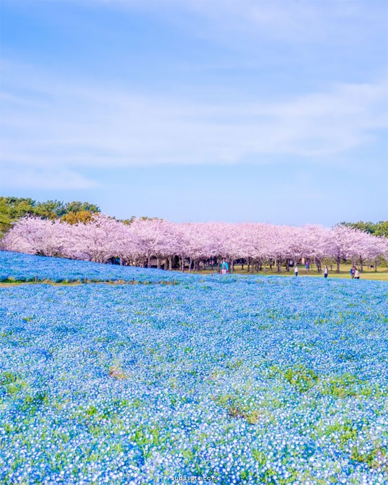 Baby Blue Eyes fukuoka