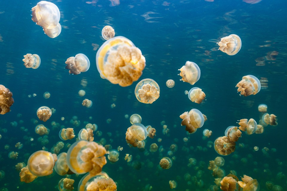 jellyfish lake palau (6)