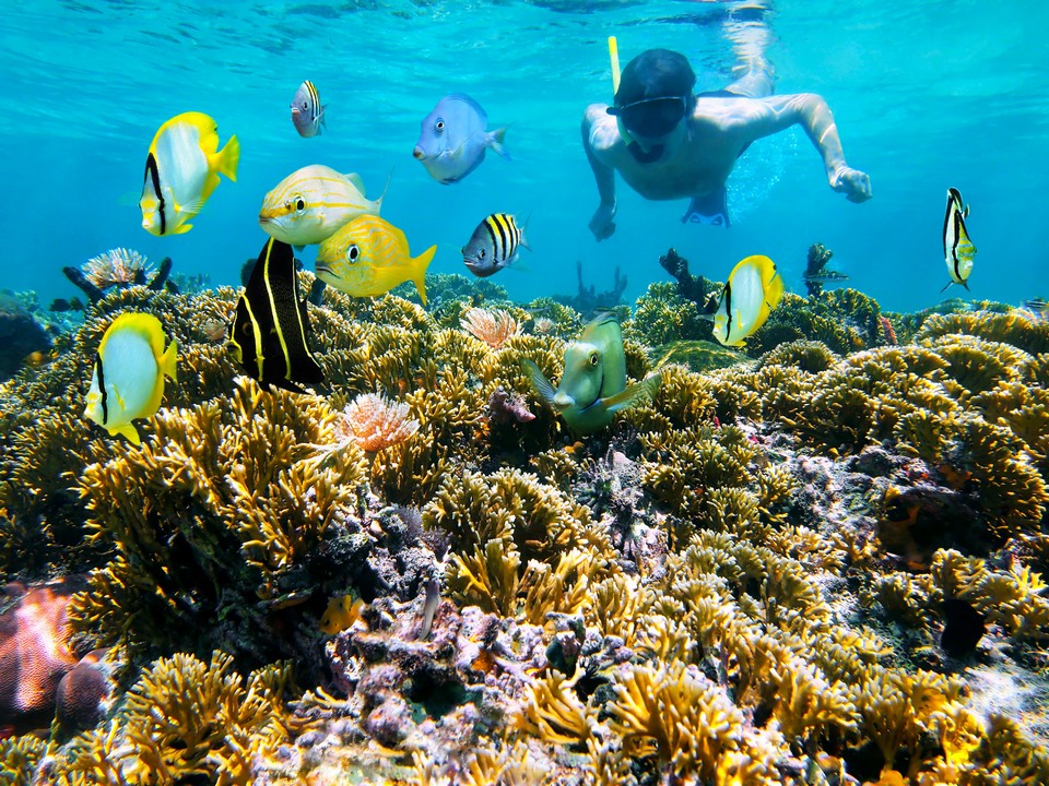 Coral reef and snorkeler