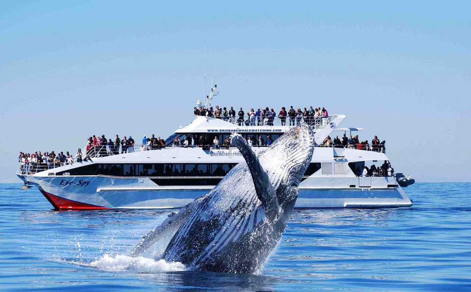 02_sailing with whales_EyeSpy and whale - Living + Nomads – Travel tips ...