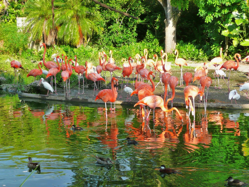 Flamingos_Miami_MetroZoo