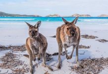 Australia travel blog — The fullest Australia travel guide for a great budget trip for first-timers