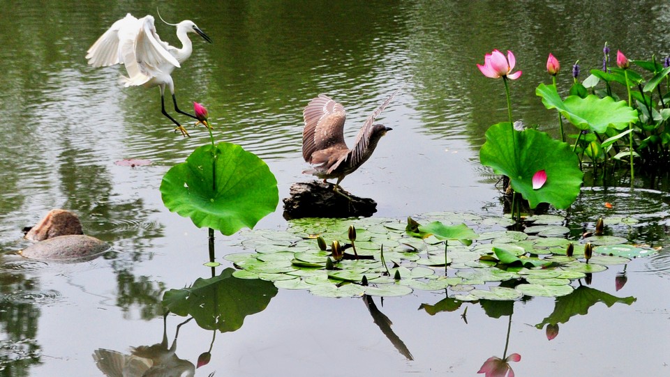 suzhou lotus pond china (1)