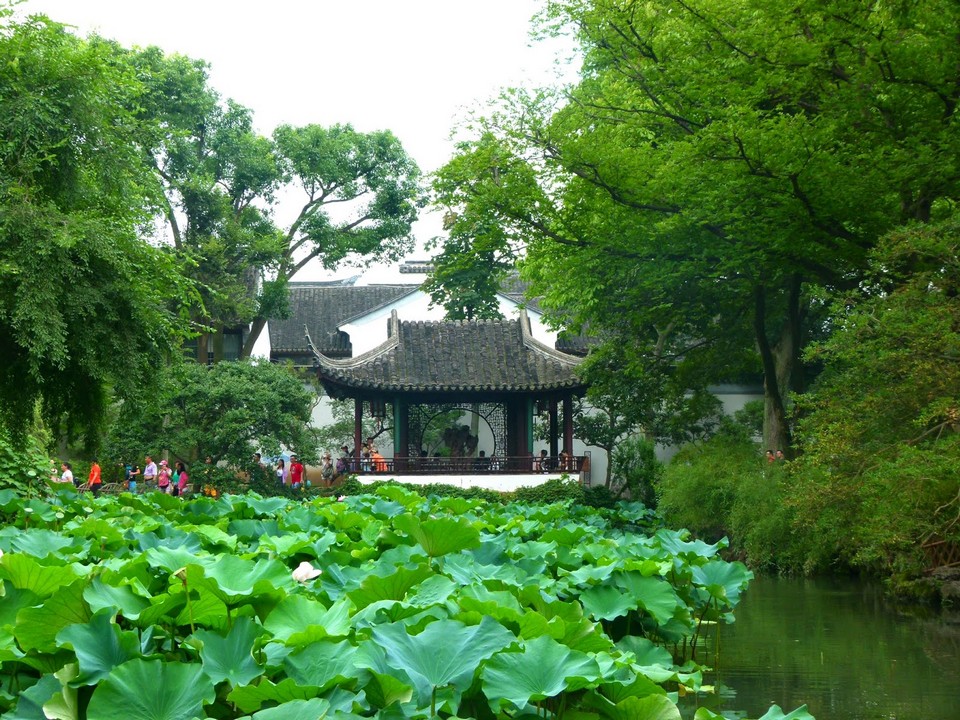 suzhou lotus pond china (3)