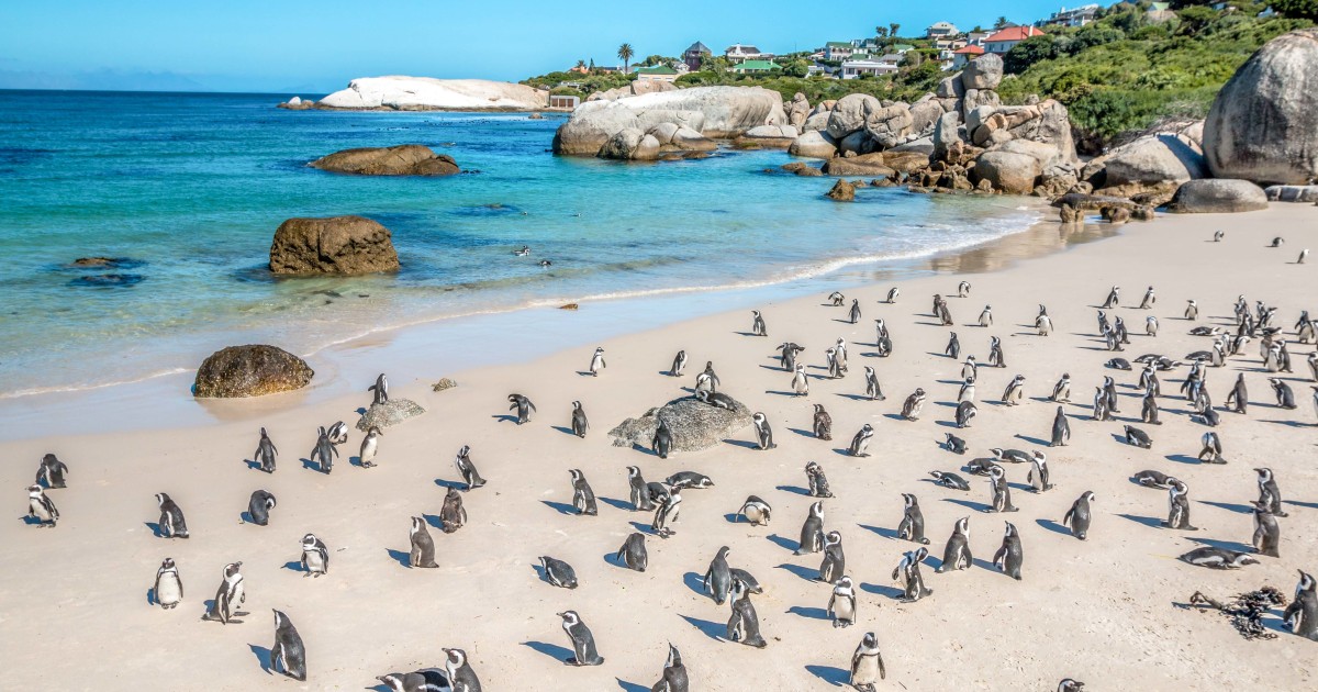 Boulders Beach