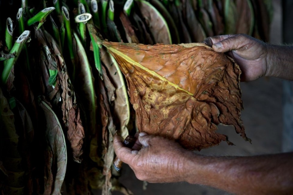 cuban cigars8