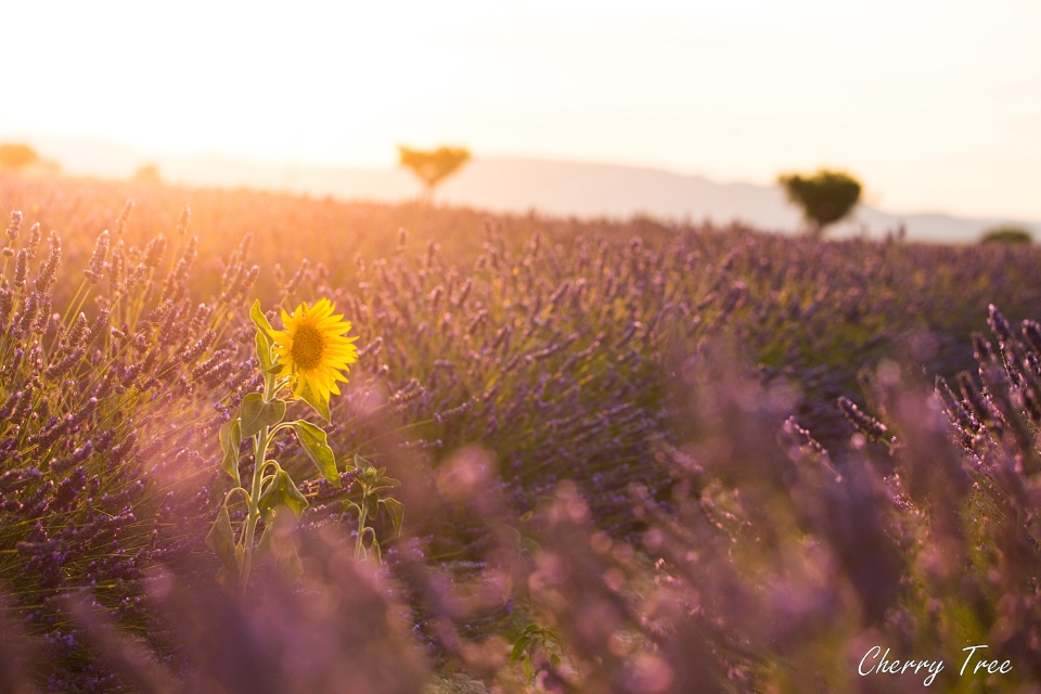 sunset lavender tour from aix en provence