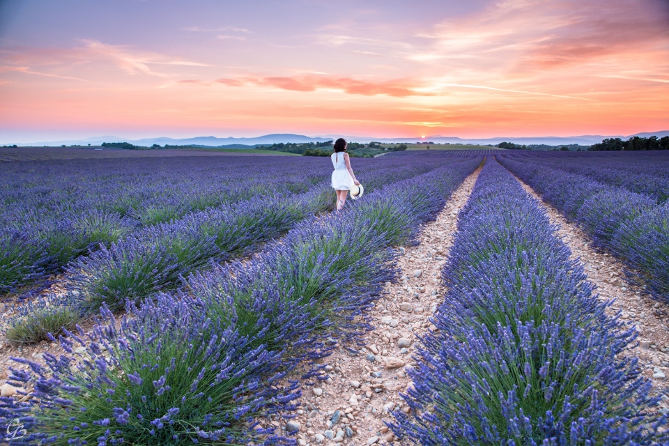 best time to visit lavender fields in provence