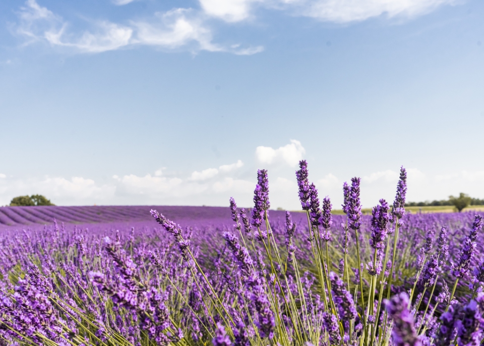 provence lavender france guide0