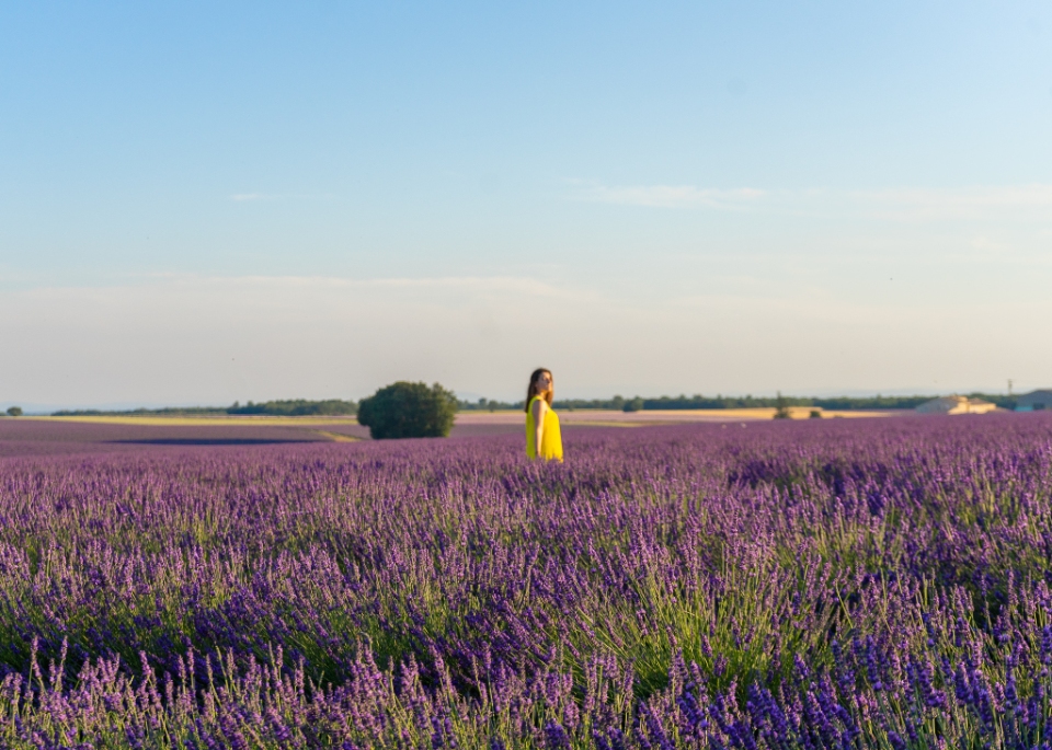 sunset lavender tour from aix en provence