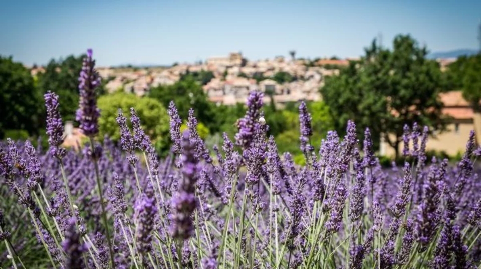 best time to visit provence lavender fields